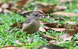 Little Shrikethrush